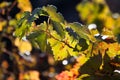 Grape Leaves on a Branch Royalty Free Stock Photo
