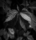 Grape leaves on the bush. black and white Royalty Free Stock Photo