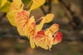 Grape leaves changing colors in fall Royalty Free Stock Photo