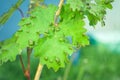 Grape leaves disease infected vineyard grape plant disease