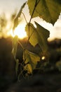 Grape leaves in front of a sunset Royalty Free Stock Photo