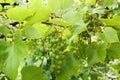 Grape leaves and fruits with drops after rain. Fresh spring leaves with water drops Royalty Free Stock Photo