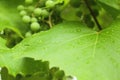 Grape leaves and fruits with drops after rain. Fresh spring leaves with water drops Royalty Free Stock Photo