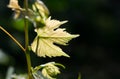 Grape leaves Green leaves in the sun. Grapes for wine. Royalty Free Stock Photo