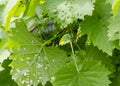 The grape leaves are infected with a mite