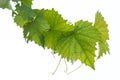 Grape leaves isolated on white. Royalty Free Stock Photo