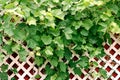 Grape Leaves on Lattice