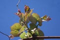 Grape leaves Royalty Free Stock Photo