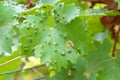 Grape leaves with parasite infection