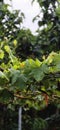 grape leaves after rain Royalty Free Stock Photo