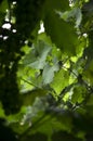 Grape leaves, rain. Royalty Free Stock Photo