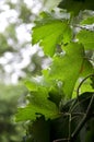 Grape leaves, rain. Royalty Free Stock Photo