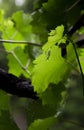 Grape leaves, rain. Royalty Free Stock Photo