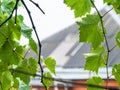 Grape leaves in rain with blurred country house