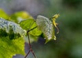 Grape leaves with raindrops Royalty Free Stock Photo