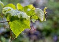 Grape leaves with raindrops Royalty Free Stock Photo