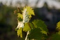 Grape leaves at sunset taken in close-up Royalty Free Stock Photo