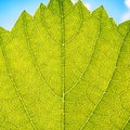 Grape leaves texture leaf background macro green light closeup Royalty Free Stock Photo