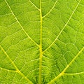 Grape leaves texture leaf background macro green light closeup Royalty Free Stock Photo