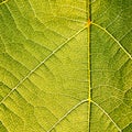 Grape leaves texture leaf background macro green light closeup Royalty Free Stock Photo