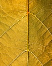 Grape leaves texture leaf background macro green light closeup Royalty Free Stock Photo