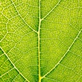 Grape leaves texture leaf background macro green light closeup Royalty Free Stock Photo