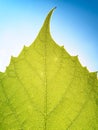 Grape leaves texture leaf background macro green light closeup Royalty Free Stock Photo