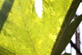 Grape leaves under the sun light macro. Royalty Free Stock Photo