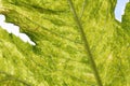 Grape leaves under the sun light macro. Royalty Free Stock Photo