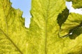 Grape leaves under the sun light macro. Royalty Free Stock Photo