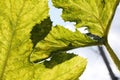 Grape leaves under the sun light macro. Royalty Free Stock Photo