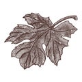 Grape leaves. vector illustration in engraving style