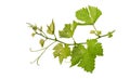 Grape leaves vine branch with tendrils isolated on white background, clipping path included Royalty Free Stock Photo