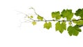 Grape leaves vine branch with tendrils isolated on white background, clipping path included. Royalty Free Stock Photo