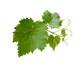 Grape leaves vine branch with tendrils isolated on white background, clipping path Royalty Free Stock Photo