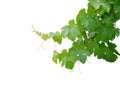 Grape leaves vine branch with tendrils isolated on white background, clipping path included Royalty Free Stock Photo