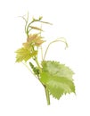 Grape leaves vine branch with tendrils, isolated on white background, clipping path included. Green branch of grape vine Royalty Free Stock Photo