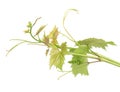 Grape leaves vine branch with tendrils, isolated on white background, clipping path included. Green branch of grape vine Royalty Free Stock Photo