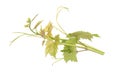 Grape leaves vine branch with tendrils, isolated on white background, clipping path included. Green branch of grape vine Royalty Free Stock Photo