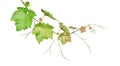 Grape leaves vine branch with tendrils isolated on white background, path Royalty Free Stock Photo