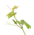 Grape leaves vine branch with tendrils tropical plant isolated on white background, clipping path. Royalty Free Stock Photo