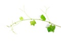 Grape leaves vine branch with tendrils tropical plant isolated on white background, clipping path included - Image Royalty Free Stock Photo