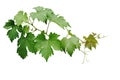 Grape leaves vine branch with tendrils and young leaves after rain in vineyard, green leaves vine plant or grapevines with