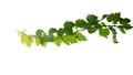 Grape leaves vine plant branch with tendrils isolated on white background, clipping path included Royalty Free Stock Photo