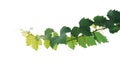 Grape leaves vine plant branch with tendrils isolated on white background, clipping path included Royalty Free Stock Photo