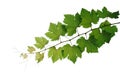 Grape leaves vine plant hanging branch grapevine with tendrils isolated on white background, clipping path included Royalty Free Stock Photo