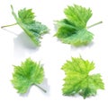 Grape leaves or vine leaves on the white background Royalty Free Stock Photo
