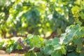 Grape Leaves and Vines Framing Blurry Room For Your Copy Royalty Free Stock Photo