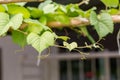 Grape leaves in vineyard. Grape leaves vine branch with tendrils and young leaves. Small grape branch with green leaves Royalty Free Stock Photo