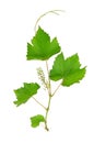 Grape leaves